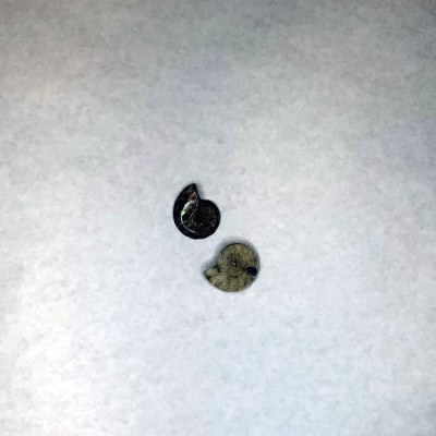 Ammonite-Fossil